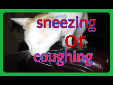 Is this cat sneezing or coughing ?
