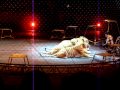 Circus Tigers