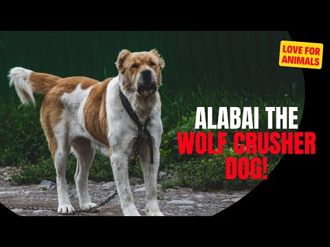Alabai The Wolf Crusher Dog!