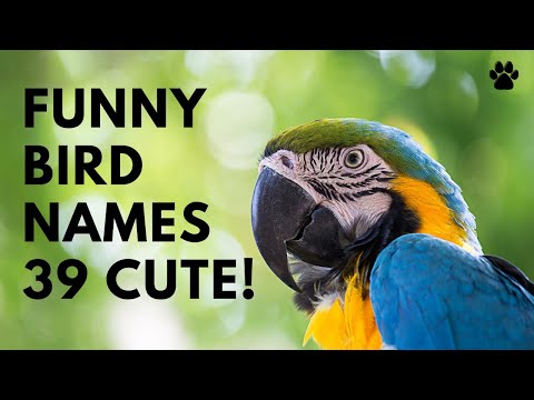 🐦 Funny Bird Names 🌿 39 CUTE 🌿 TOP 🌿 BEST Ideas | Names