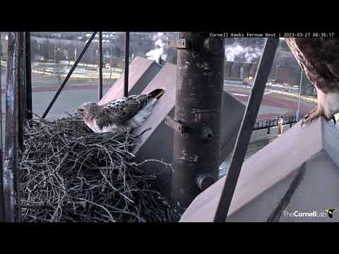 Arthur And Big Red Spend Dawn Preparing The Cornell Hawks Nest | Mar. 27, 2023