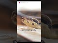 Python Trivia Slithering Secrets