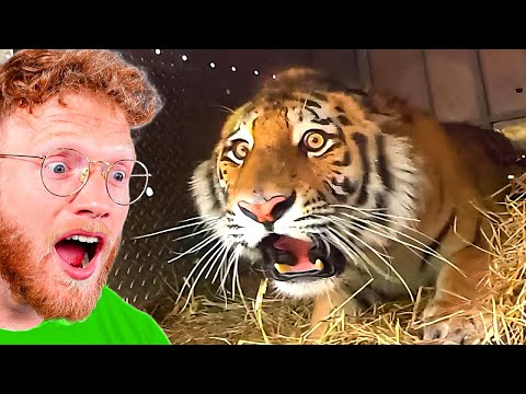BeckBros React To Animals Being FREED For The First Time!