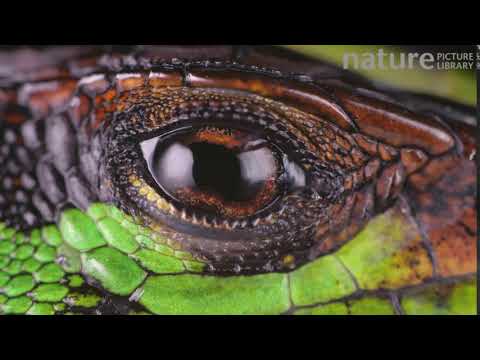 Slow motion clip of a Forest whiptail lizard blinking its eye, showing nictitating membrane crossing