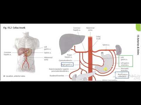 Stomache arterial supply
