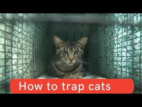 How to trap cats updated 2021 || How to trap cats and kittens || How to trap cats homemade