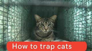 How to trap cats updated 2021 || How to trap cats and kittens || How to trap cats homemade