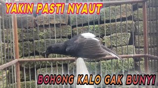 Download lagu Suara Murai Betina BIRAHI MER4YU Jantan SANGAT EFEKTIF merangsang Murai Batu langsung Gacor‼️#shama mp3 Download lagu Suara Murai Betina BIRAHI MER4YU Jantan SANGAT EFEKTIF merangsang Murai Batu langsung Gacor‼️#shama mp3