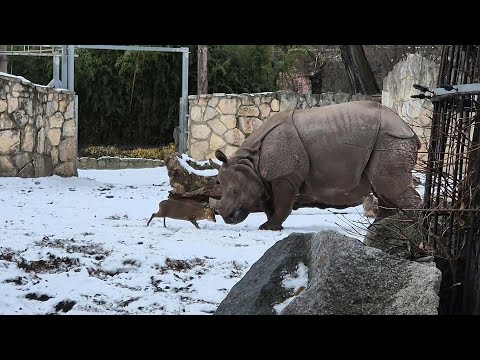 Tiny 13kg deer takes on 1.7-tonne rhino at Wroclaw Zoo | AFP