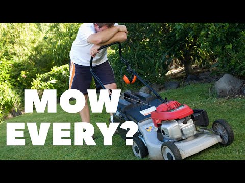 How Often Should You Mow Your Lawn?