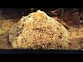 The Mummy Returns Fellahin Diggers Eaten By Scarabs