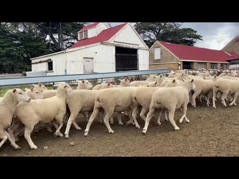 187 BORDER LEICESTER/MERINO X EWES