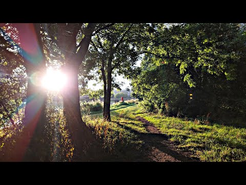 Relaxing bird sounds, calming nature  - Exeter canal