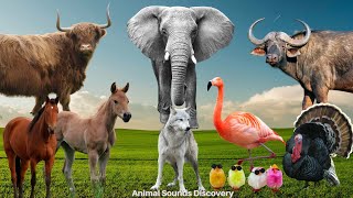 Download Lagu Cute Little Farm Animal Sounds: Chicken, Horse, Sheep, Cow, Buffalo, Flamingo - Animal Moments Thumbnail