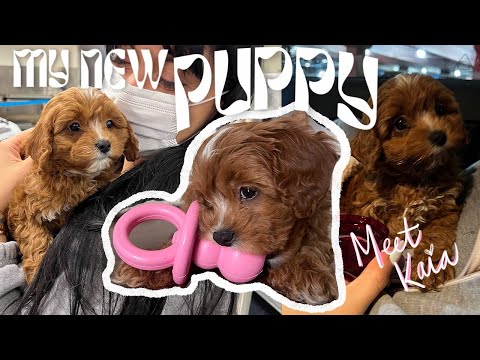 PICKING UP MY CAVAPOO PUPPY FROM THE AIRPORT *EMOTIONAL* // ELLEKAE