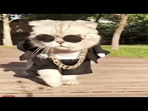 Royal entry | pet love | Attitude | Focus on me | pet love whatsapp status