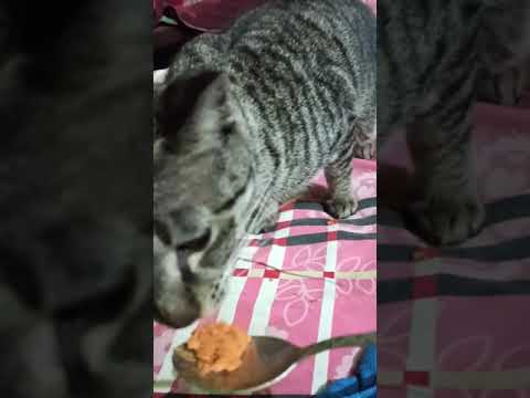 My cat eating sweets