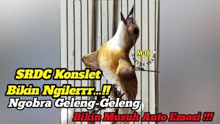 Download lagu Sikatan Rimba Dada Coklat| SRDC Gacor durasi panjang, pancingan burung macet | Ngobra seperti kacer mp3