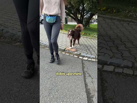 Tutorial: Zastavení na povel před cestou 🐶