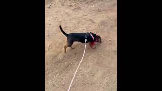 Video preview image #1 Dachshund Puppy For Sale in Corona, CA, USA