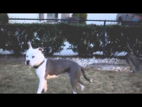 Jonas, an adopted Pit Bull Terrier in Clarkston, GA_image-1