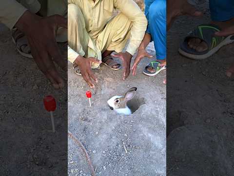 The Rabbit Was Smarter Than We Thought!😲 #funny #viral #foryou #foryoupage #funnyvideos