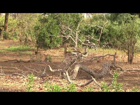 Impala ewe moving off with her newborn lamb running behind