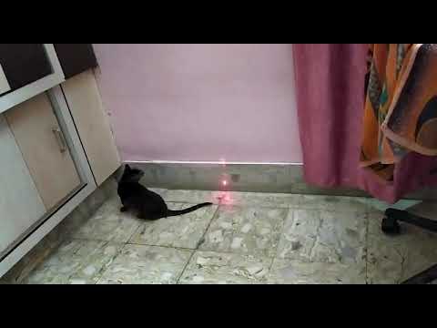Funny cat video