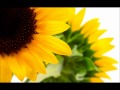 Sunflower - Alice Peacock