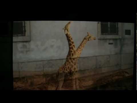 My Lover - Benjamin Fehr - Official Video