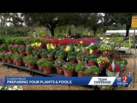 How to protect your plants and pools ahead of freeze watches and warnings