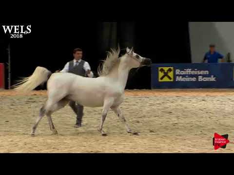 N.80 ANTARIS OS - Wels 2018 - 4-6 Years Old Stallions (Class 9)