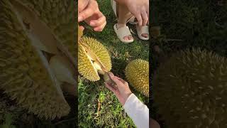 Download lagu VILMEI MENEMUKAN DURIAN TOK DALANG !! mp3