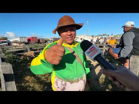 Feira de Bezerros e Ovelhas em Dois Riachos - AL 29 - 07 - 2026 #nordeste