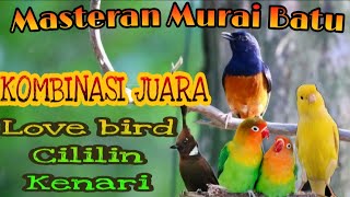 Download lagu Masteran Murai Batu || Cililin || Lovebird || Kenari || Ampuh dijamin juara mp3