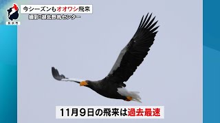 11月10日【びわ湖放送ニュース】今年は最も早い飛来「山本山のおばあちゃん」２９シーズン連続