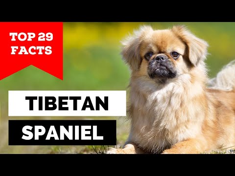99% of Tibetan Spaniel Owners Don't Know This