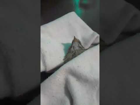 see the whole video and it will show you how he 💀🦴🦴 👁️👄👁️