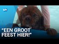 Honden nemen buitenbad Heiloo over