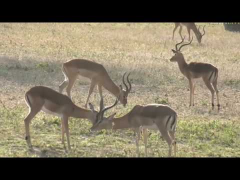 June 16, 2017-   Sunrise-  First my turn, Then your turn