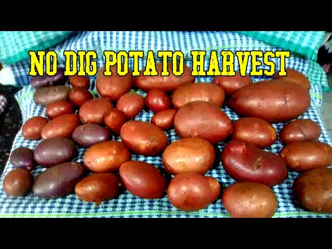 , title : 'Harvesting No Dig "Red Lady" Potatoes #RuthStout #nodiggardening'