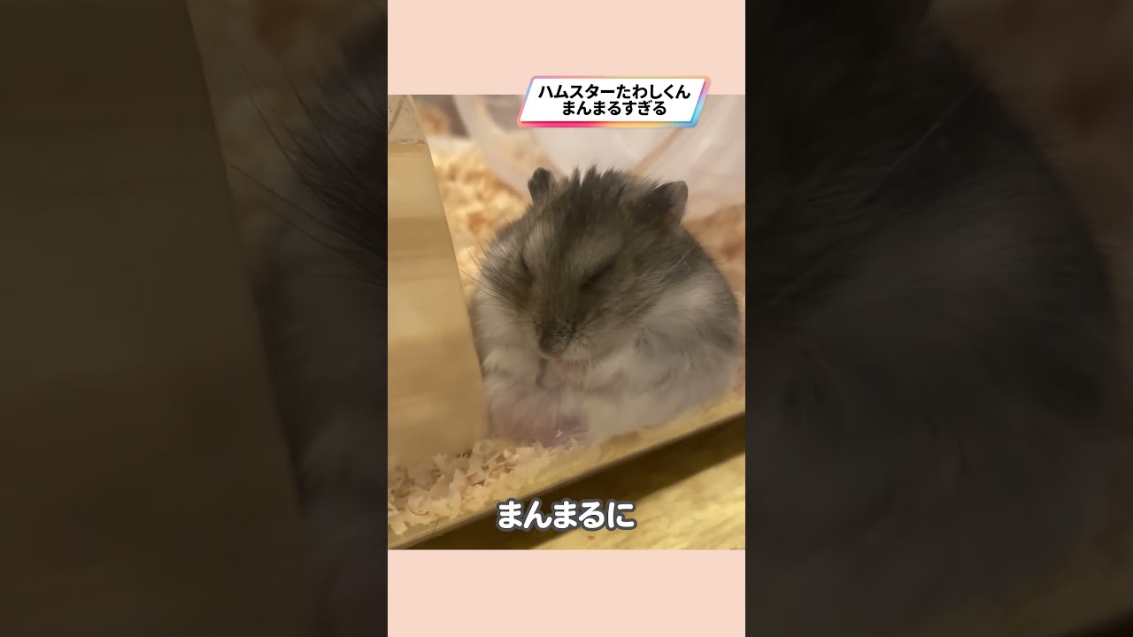 丸くなって眠るハムスターが可愛い【ててらぼペット部】