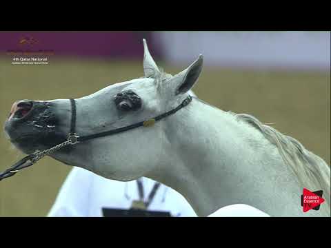 N.48 NAYLA AL NASSER - 2019 Qatar Nat. Peninsula show - Fillies 2 Years Old (Class 2B) .mp4