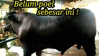 Download lagu Big black sapi hitam monster dari Blitar cocok bisa dipinang ‼️ mp3 Download lagu Big black sapi hitam monster dari Blitar cocok bisa dipinang ‼️ mp3