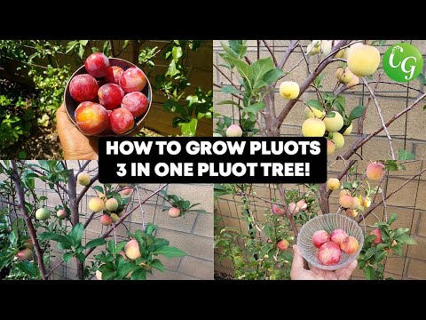 Growing Apples Unveiling the Magic of 4 In 1 Grafted Apple Trees