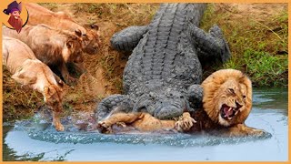 15 Crocodiles That Strike and Kill Their Prey