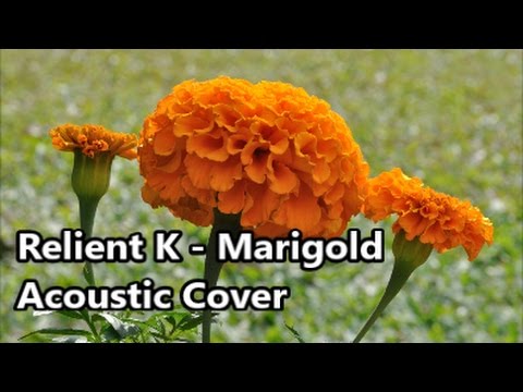 Marigold - Relient K