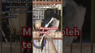 Download lagu Kacer jinak. #kacerprospek #kacergacorfullisianmewah #kicaumania #kacerfulltarung #burung mp3