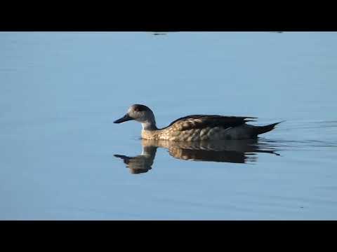 Crested Duck, Lophonetta specularioides, Abra Pampa, Jujuy, Argentina, 17 Febr 2026 (4/4)