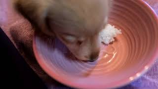 鶏肉は飲み物　世界一　鳥肉が好きな　ダックスフント犬 手作り ご飯